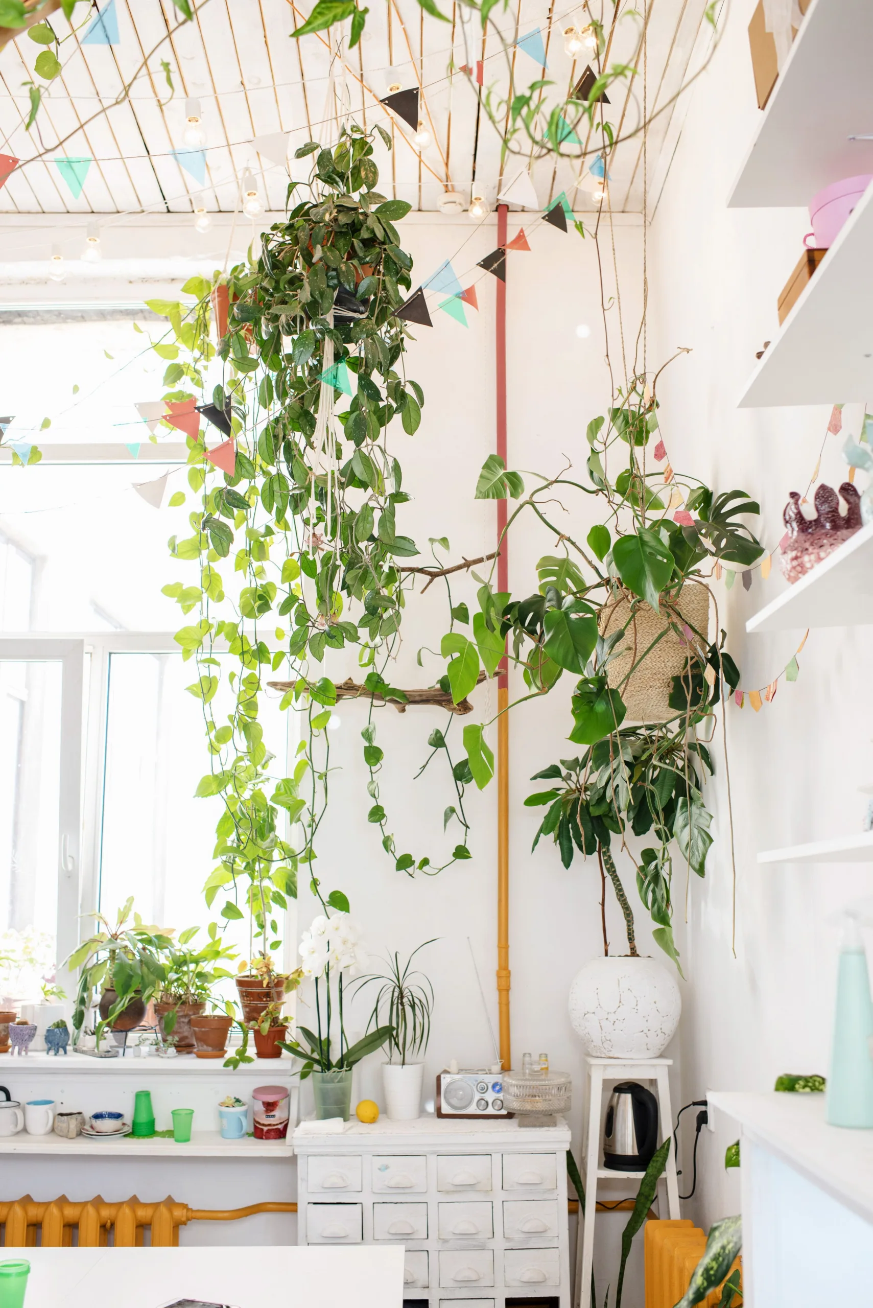 Indoor Plant Decorating Ideas